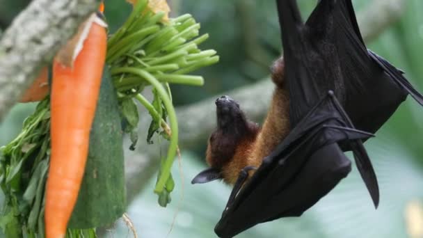 Une Chauve Souris Suspendue Une Branche — Video