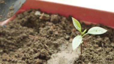 Bahçe aletleri ve fotokopi alanı olan bir tablo üzerine bitki .