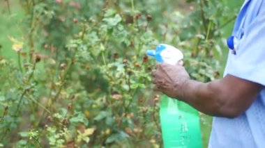 Bahçede bitkiler fışkırıyor. ,