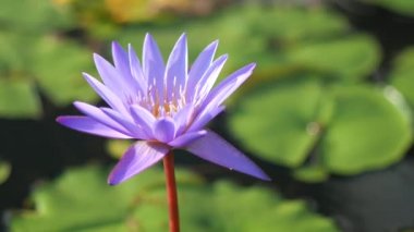  mor renkli su zambağı veya nilüfer çiçeği