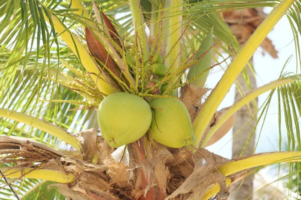 Young coconuts hanging on the tree ,