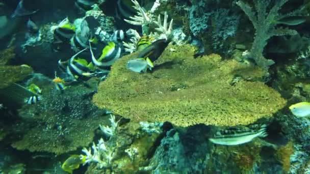 Aquariumvissen Het Water Van Dichtbij — Stockvideo