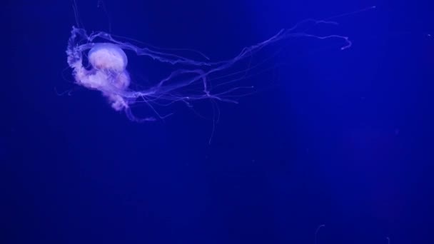 水族馆里的水母 深绿色 — 图库视频影像