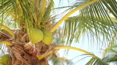  Ağaçta asılı genç hindistan cevizleri ,