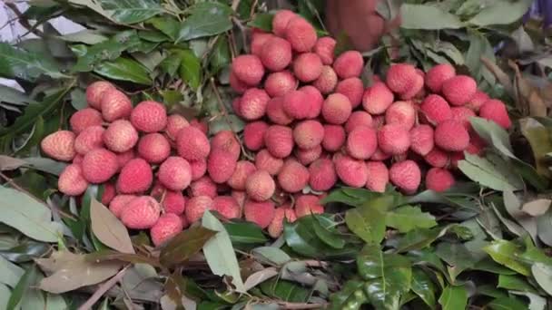 Putting Fresh Lychee Fruits Leaf — стоковое видео