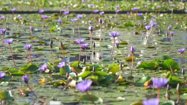 Color Púrpura Lirio Agua Flor Loto — Vídeos de Stock