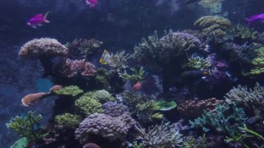 Mavi suda su altında balık. ,