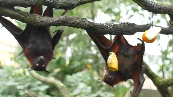 Bat Hanging Branch — Stock video