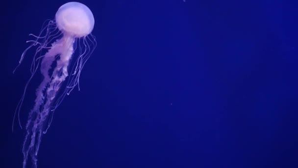 Meduza Akwarium Ciemnozielonym Kolorze — Wideo stockowe