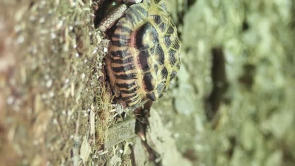 Young Turtle Resting Rock — Wideo stockowe