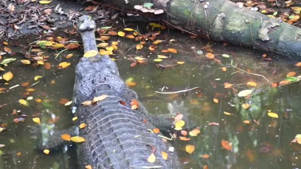 Крокодил Плаває Озері Високоякісні Кадри — стокове відео