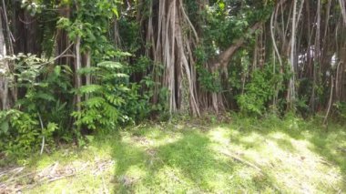 Bangladeş 'teki yerel parktaki eski ağaçlar .