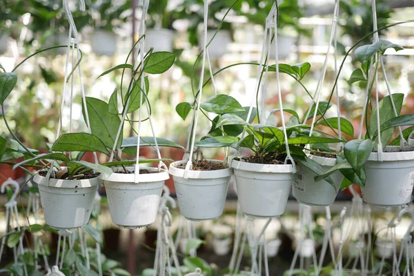 green plant in a white pot hanging .