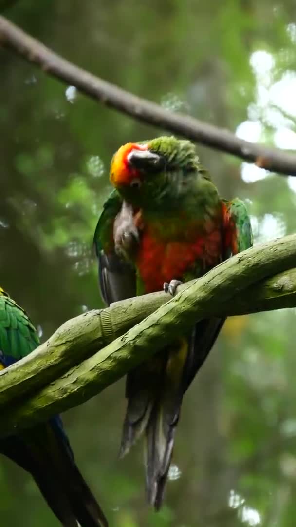 Sun Cornure Parrots Yellow Green Parrots Raise — Stockvideo