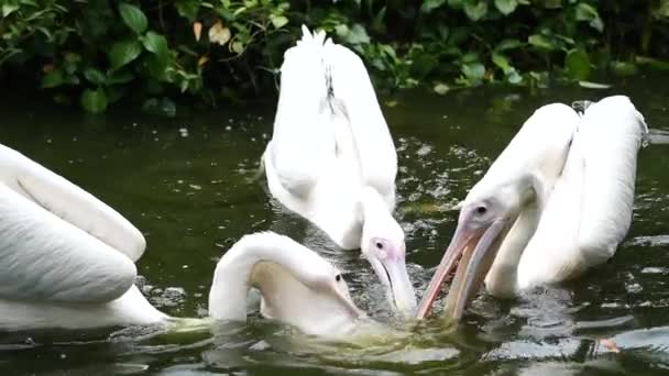 Slow Motion Van Drie Witte Pelikaan Zwemmen Het Water — Stockvideo