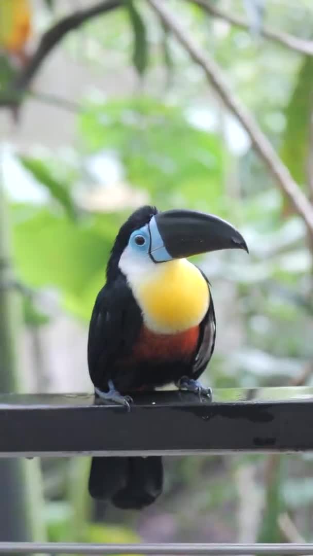 Toucan Bird Natural Setting Singapore — Stock video