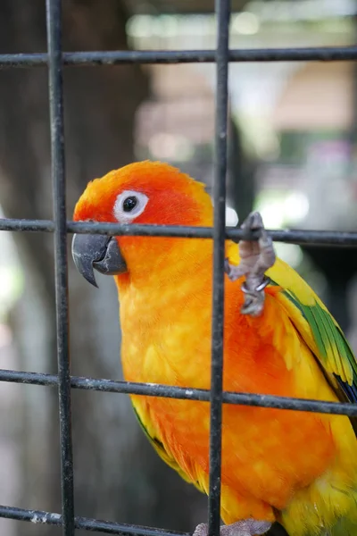 Sun Cornure Parrots Yellow Green Parrots Raise — Zdjęcie stockowe
