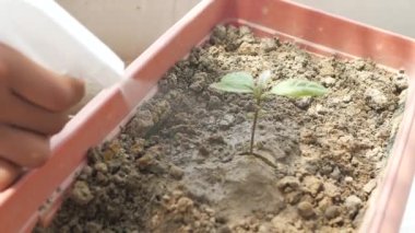 Büyüyen bir bitkinin içine su serpmek.