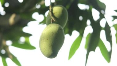 Bahçedeki taze yeşil mango ,