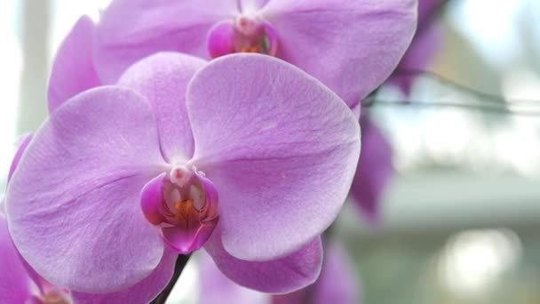 Detail Shot Beautiful Orchid Flowers Nature — Vídeos de Stock
