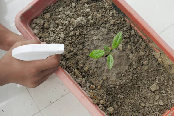 Mão Segurando Plano Rega Frasco Spray Mesa Com Espaço Cópia — Fotografia de Stock