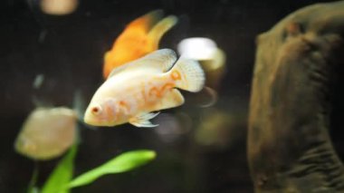 Sudaki akvaryum balığı. Kapatın. .