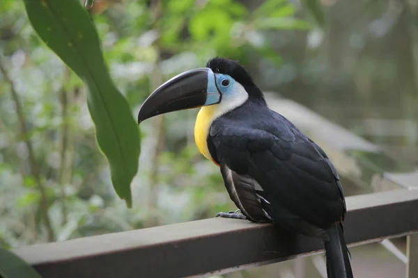 Toucan Bird Natural Setting Singapore — Fotografia de Stock