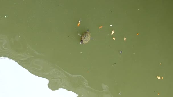 Young Turtle Resting Rock Swimming Water — Wideo stockowe