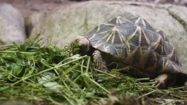 young turtle eating grass and leaf ,