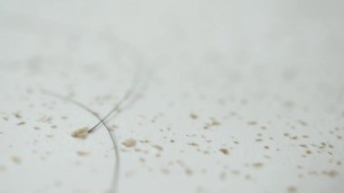  dandruff and hairs on white background .