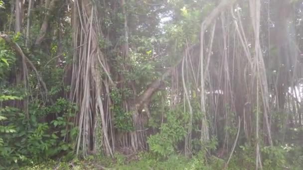 Stare Drzewa Parku Lokalnym Bangladeszu — Wideo stockowe
