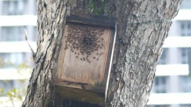  a bee hotel, Insect hotel on the tree ,