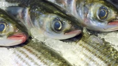 raw tuna fish on ice close up ,