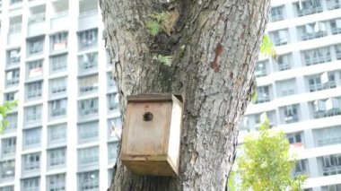  a bee hotel, Insect hotel on the tree ,