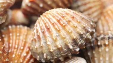 dolly shot of cockles on a plate .