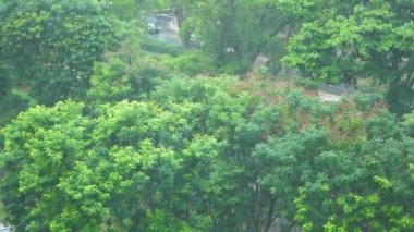 Orman Dalları Ağacında Yağmurlu Gün