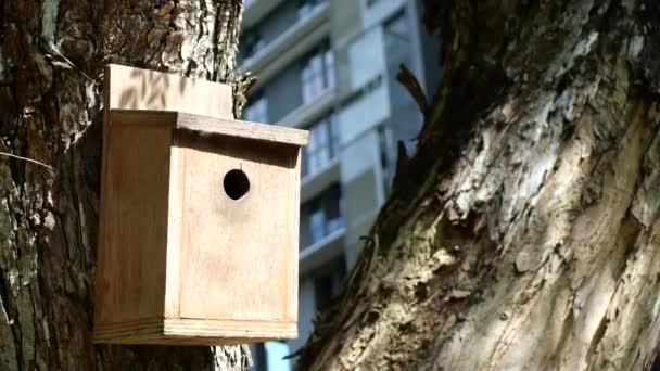 Bee Hotel Insect Hotel Tree — Stockvideo