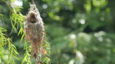 a bird nest in nature close up .