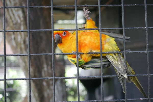 Sun Cornure Parrots Yellow Green Parrots Raise — Zdjęcie stockowe