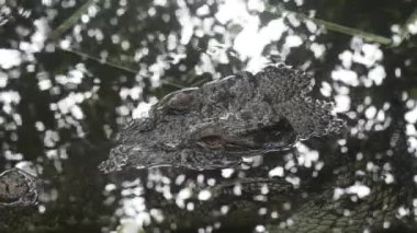 Timsah gölde yüzer. Yüksek kalite 4k görüntü