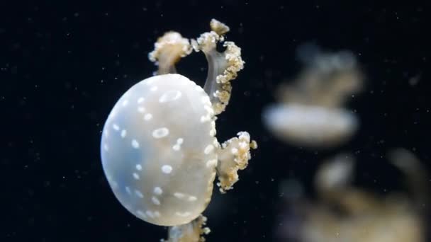Jellyfish Aquarium Dark Green Color — Wideo stockowe