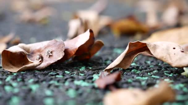 Dry Brown Leaf Wooden Background — Stock Video