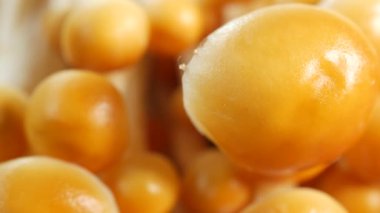 Mavi arka planda dağ mantarının detaylı görüntüsü ,