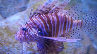 Sudaki akvaryum balığı. Kapatın. .