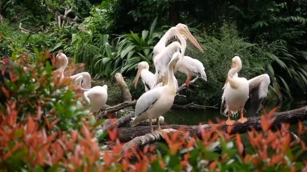 Slow Motion Three White Pelican Swimming Water — Stockvideo