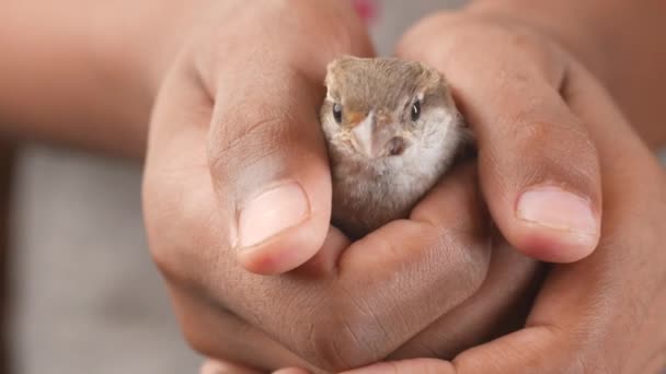 Una Mano Pájaro Gorrión Cerca — Vídeos de Stock