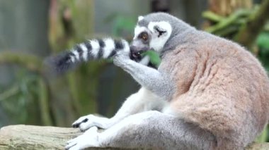 Halka kuyruklu lemur Singapur hayvanat bahçesine bakıyor. ,