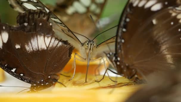 Colorida Mariposa Negra Azul Verano — Vídeos de Stock