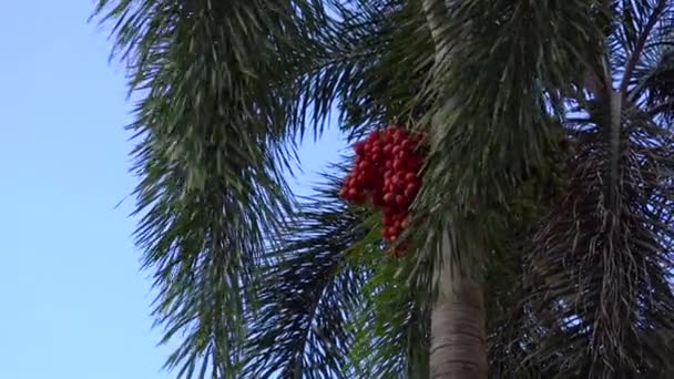 青い空に対するナツメヤシの木 — ストック動画