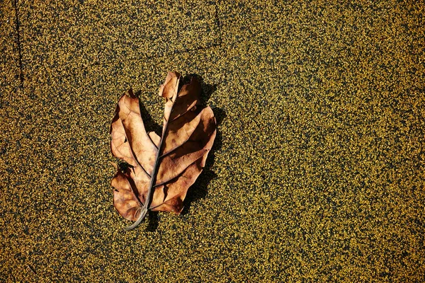 Сухой Коричневый Лист Деревянном Фоне — стоковое фото